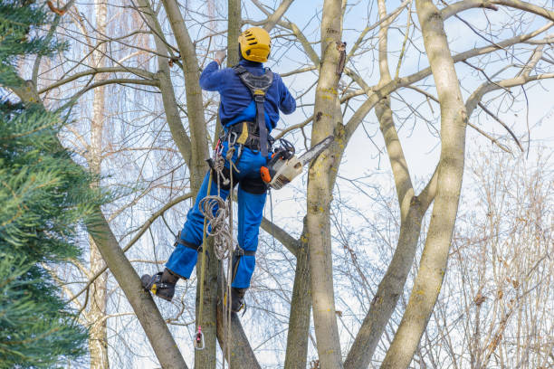 Best Firewood Processing and Delivery  in Sturgis, SD